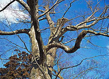 《极限竞速：Motorsport》媒体评分解禁 IGN评8分GS评9分